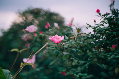 Close-up of pink flowers blooming outdoors