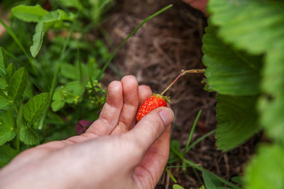 Cropped image of hand holding red plant