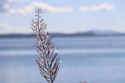 Close-up of plant against sea