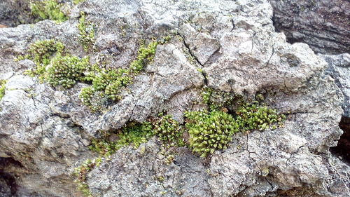 Close-up of plant growing on rock