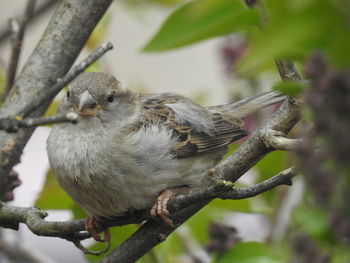 Close-up of bird perching on tree trunk