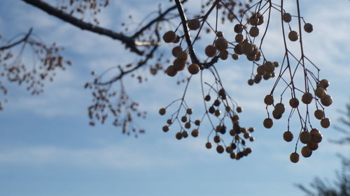 Low angle view of berries growing on tree against sky