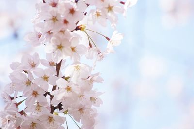 Close-up of white flowers blooming on tree