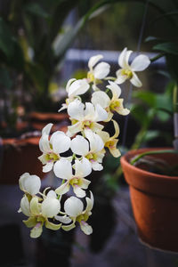 Close-up of white flowers
