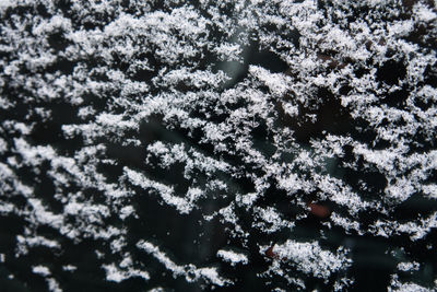 Full frame shot of frozen tree