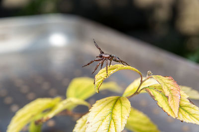 Close-up of insect on plant