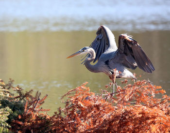 Great blue heron