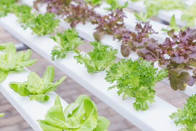 High angle view of vegetables on table