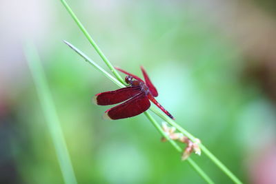 Close-up of red dragonfly on plant