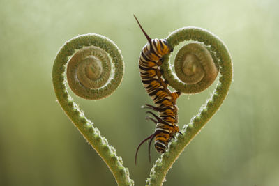 Beautiful caterpillar on fern