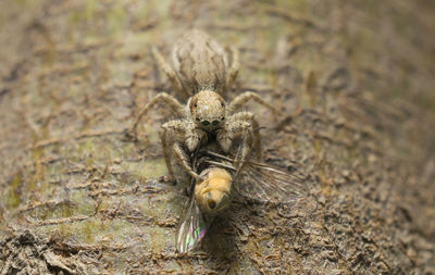Close-up of spider