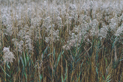 Close-up of stalks in field