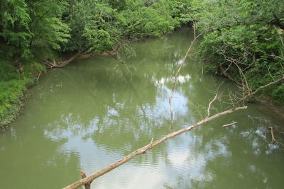 Reflection of plants in calm lake