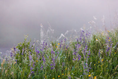 Salvia pratensis, the meadow sage at foggy summer morning field with spider web, closeup