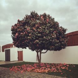 Low angle view of trees against cloudy sky