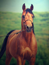 Close-up portrait of horse