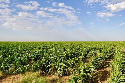 Scenic view of agricultural field against sky