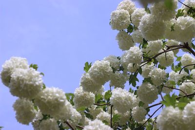 Low angle view of cherry blossoms against sky
