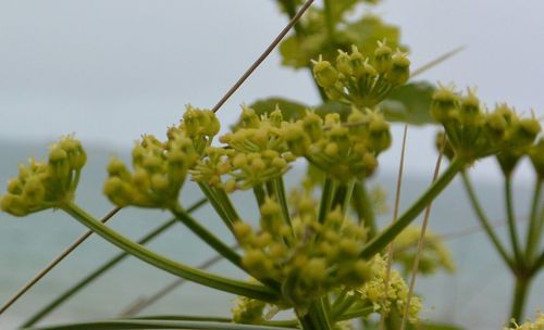 Close-up of yellow flowers