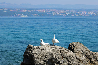 Seagulls perching on rock by sea