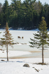 View of pine trees on snow covered field