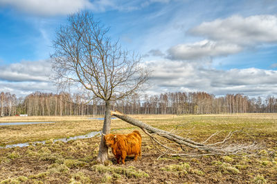 View of highland cattle on field against sky