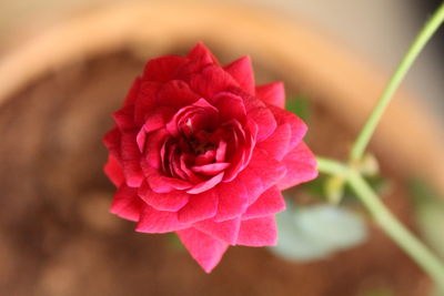 Close-up of red rose blooming outdoors