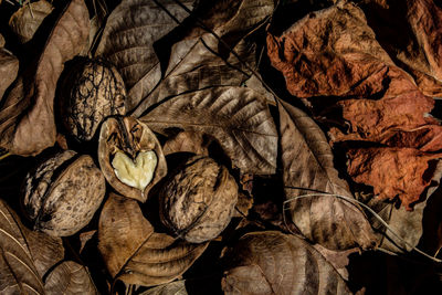 Close-up of dry leaves and nuts 