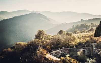 High angle view of trees on mountain