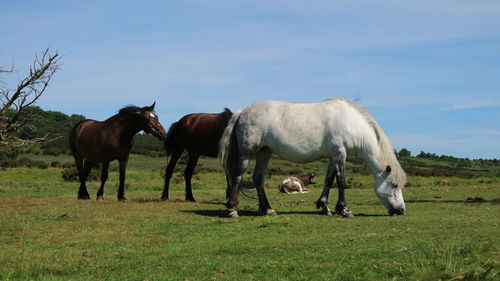 Horses grazing in a field