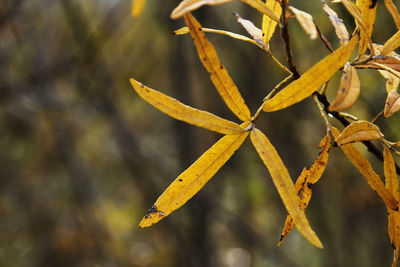 Close-up of yellow leaves on tree