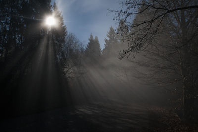 Sunlight streaming through trees in forest