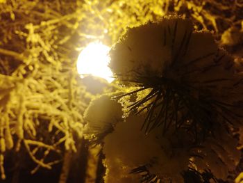 Close-up of flower tree