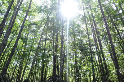 Low angle view of bamboo trees in forest