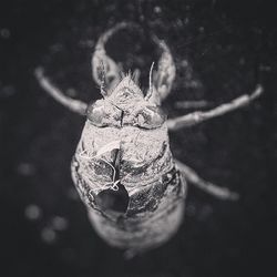 Close up of plant against blurred background