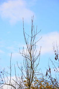 Low angle view of bare tree against sky