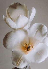 Close-up of white flower