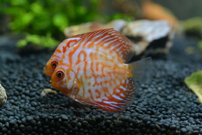 Close-up of fish swimming in sea