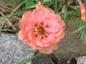 Close-up of pink flowers