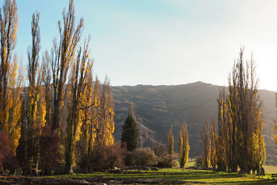 Panoramic shot of trees on landscape against sky