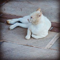 Cat resting on floor