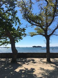 Tree by sea against sky