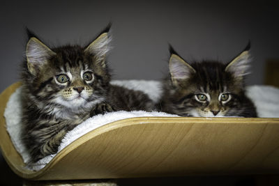 Close-up portrait of cats