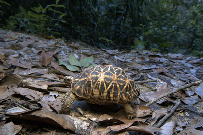 Close-up of shell on rock