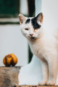 Close-up of a cat looking away