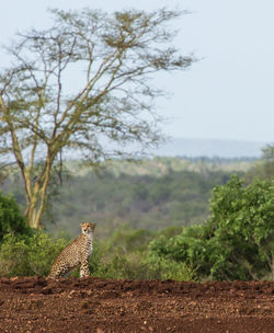 Cheetah against trees at kruger national park