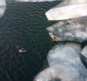 High angle view of swan swimming in lake