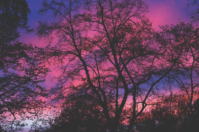 Low angle view of silhouette trees against sky at dusk