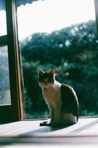 Cat sitting on window sill