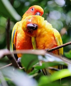 Close-up of parrot perching on tree